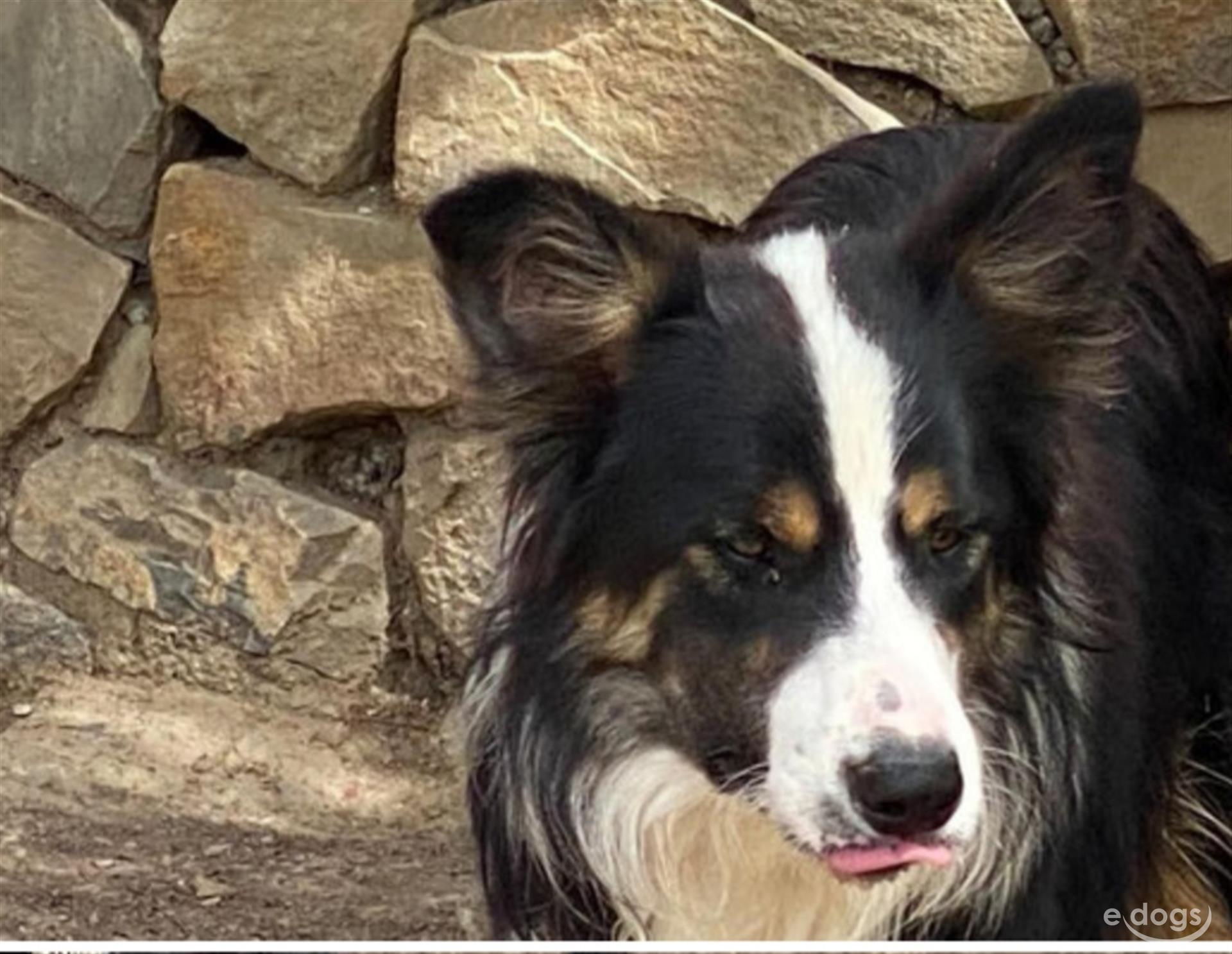 Border Collie Rüde 1 Jahr Black-Tri