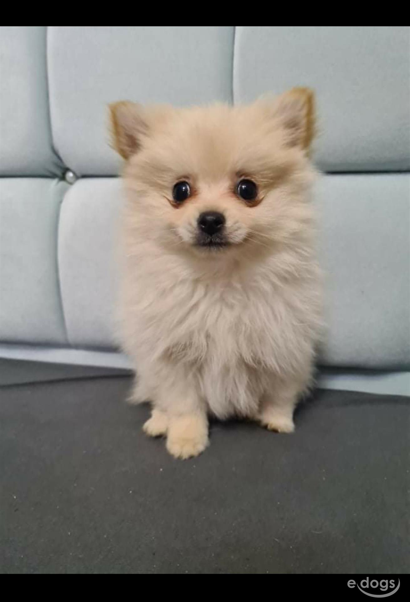 Pomeranian Rüde 6 Monate Weiß