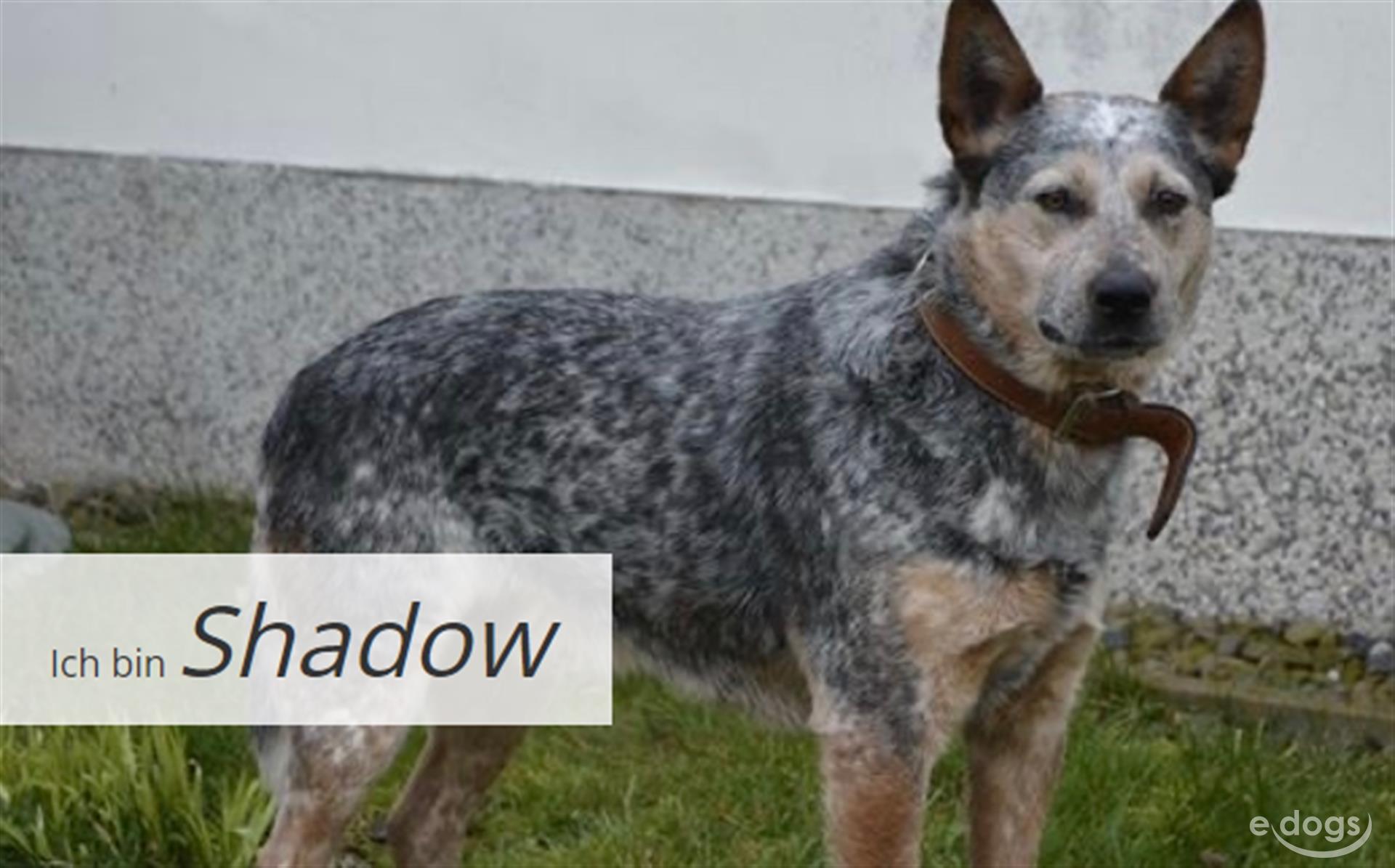 Australian Cattle Dog Rüde 5 Jahre