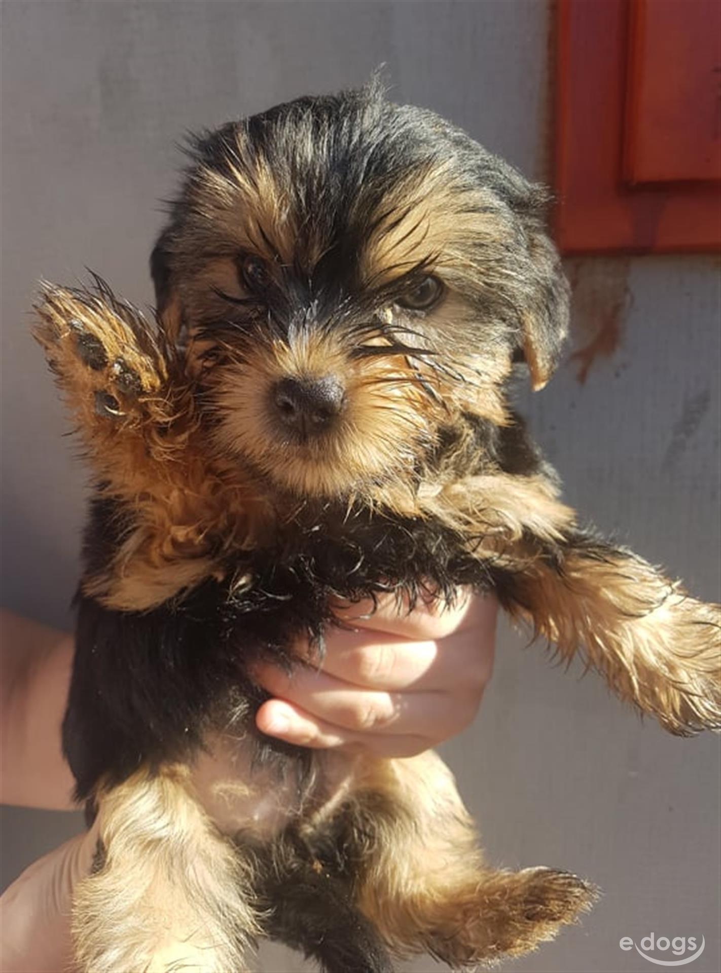 Yorkshire Terrier 5 Monate Braun