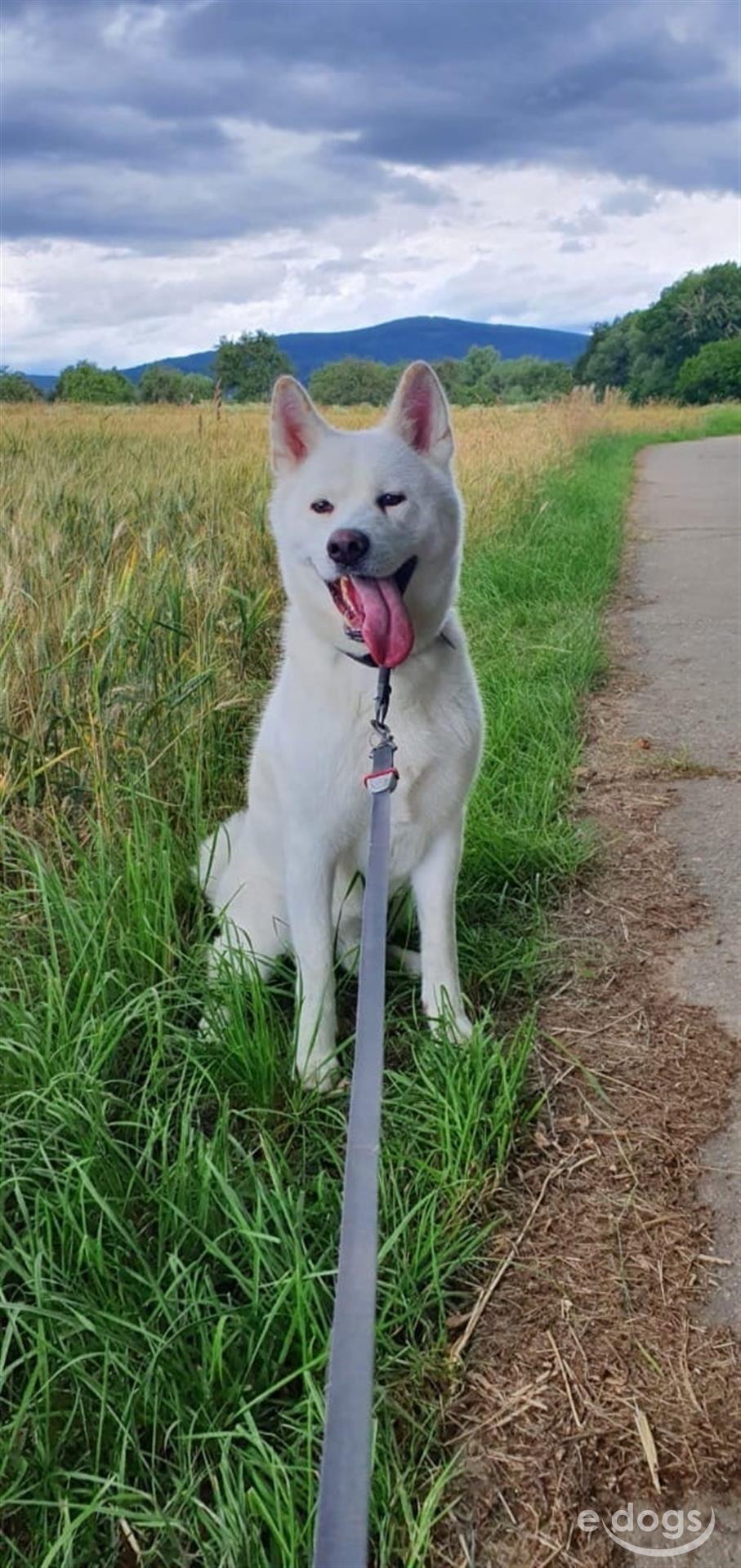 Akita Inu Rüde Erwachsen (ab 3 Jahre)