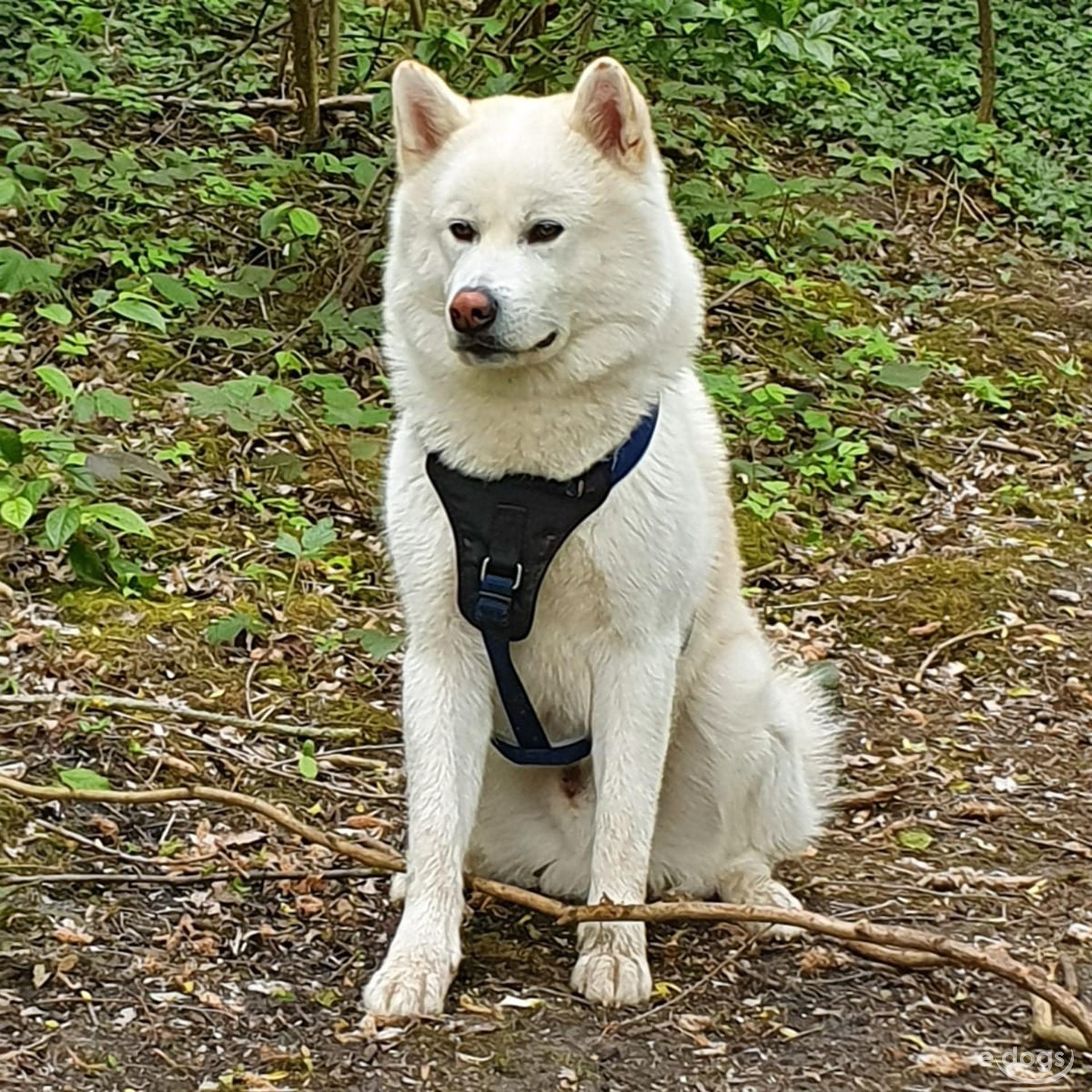 Akita Inu Rüde Jung Erwachsen (bis 3 Jahre)