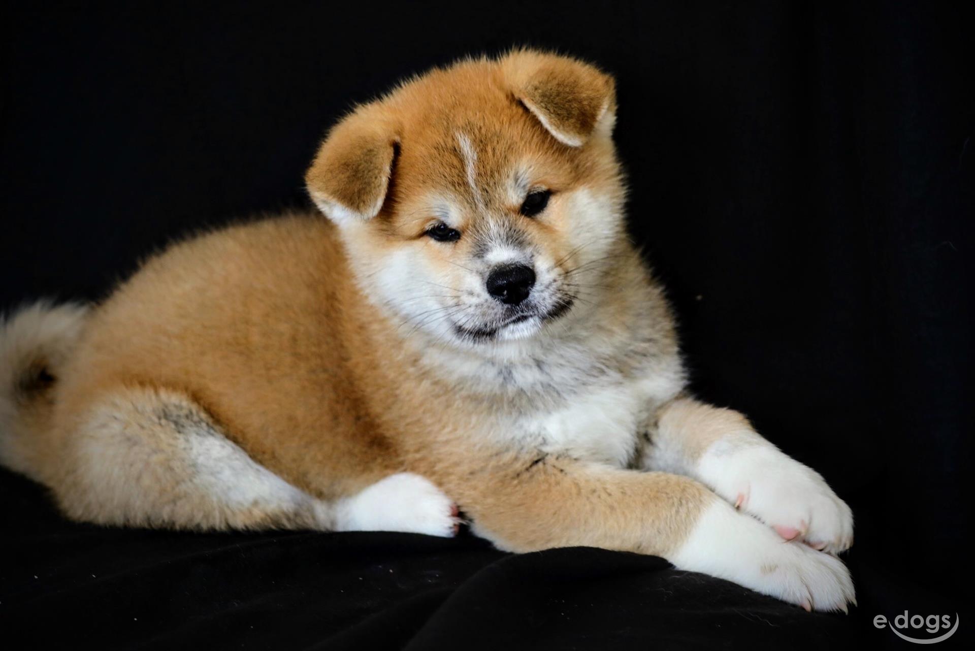 Akita Inu 3 Monate Rot