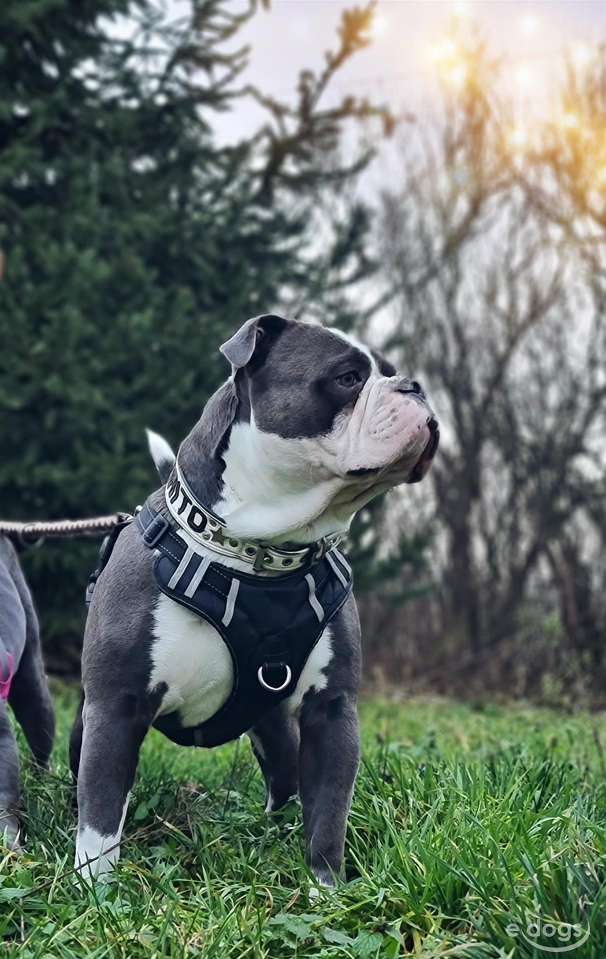 Old English Bulldog Rüde 3 Jahre Blue