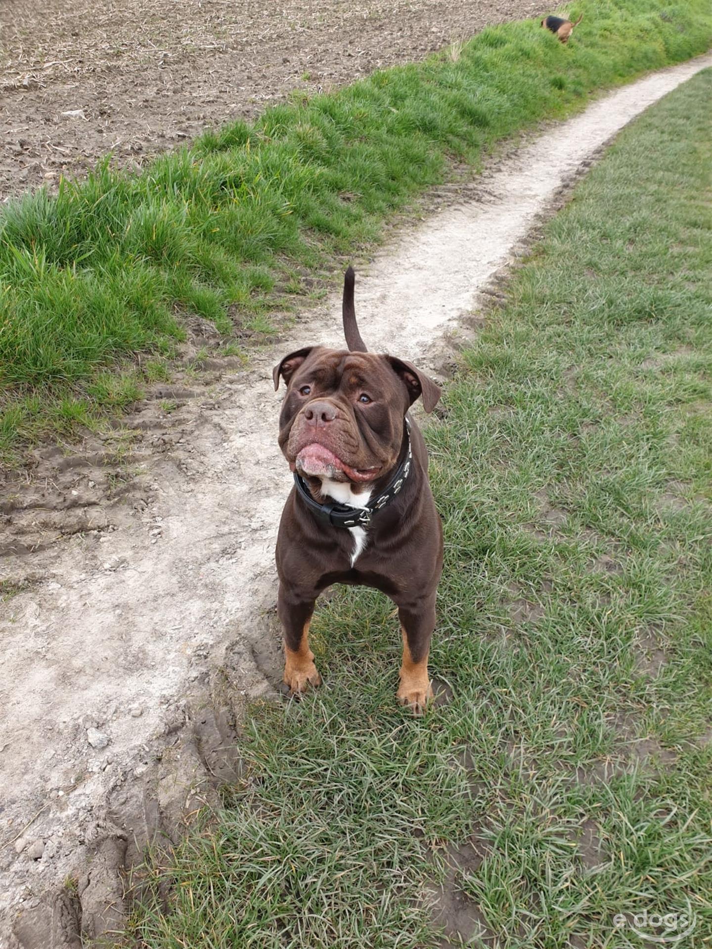 Old English Bulldog Rüde 5 Jahre Braun Weiß