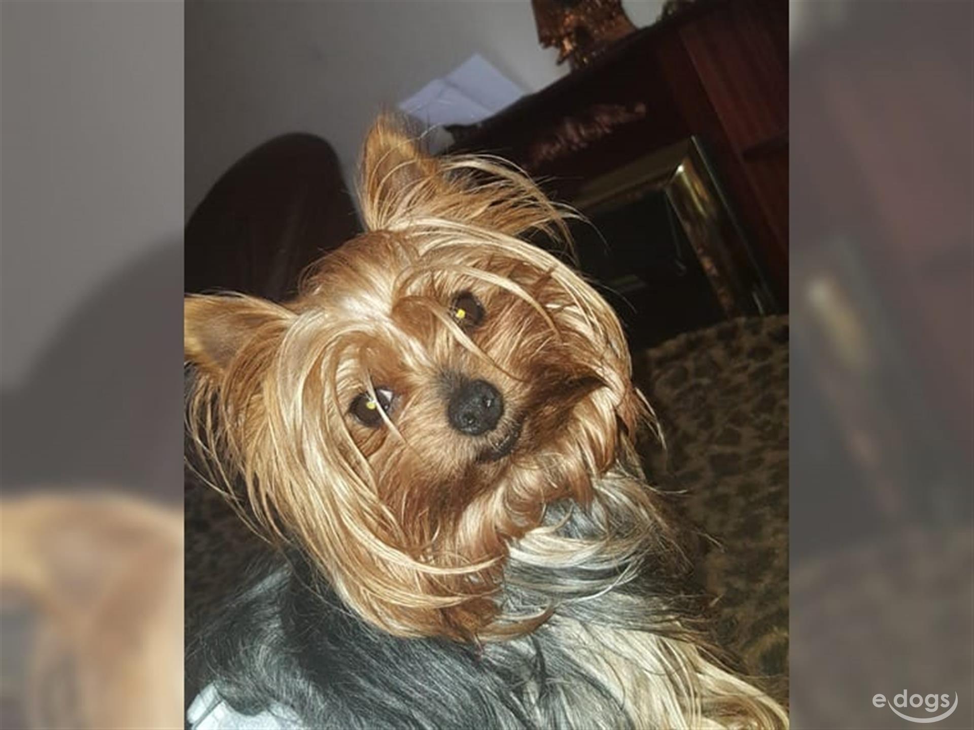 Yorkshire Terrier Rüde 3 Jahre black and tan