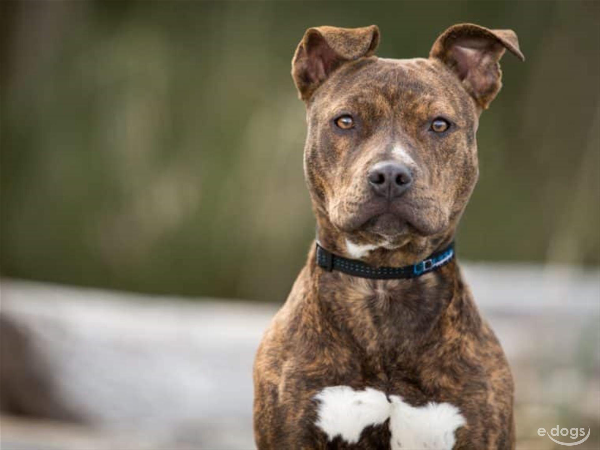 American Pitbull Terrier Hündin Junghund (bis 6 Monate)