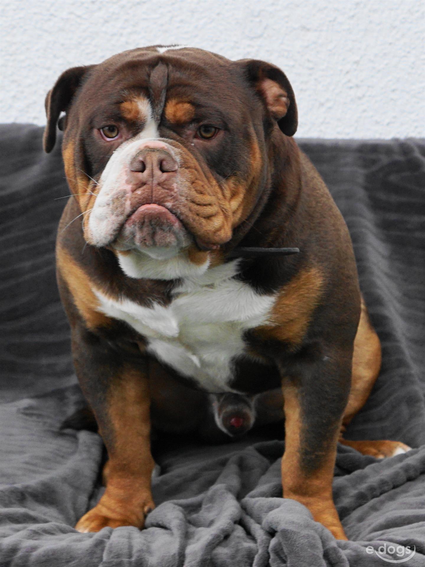 Old English Bulldog Rude 5 Jahre Tricolor