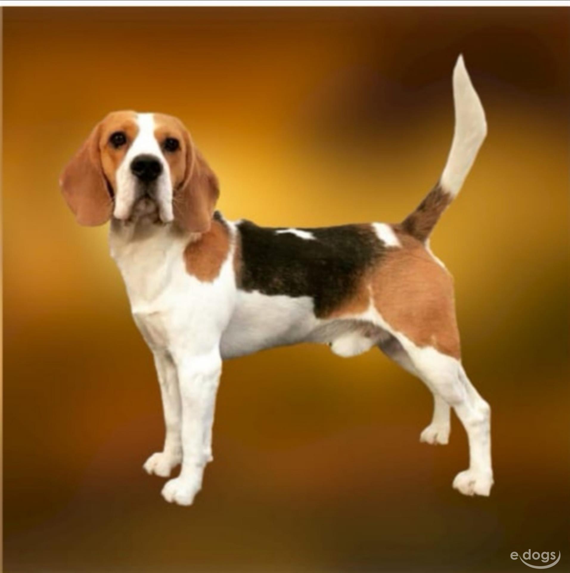 Beagle Rüde 3 Jahre Tricolor