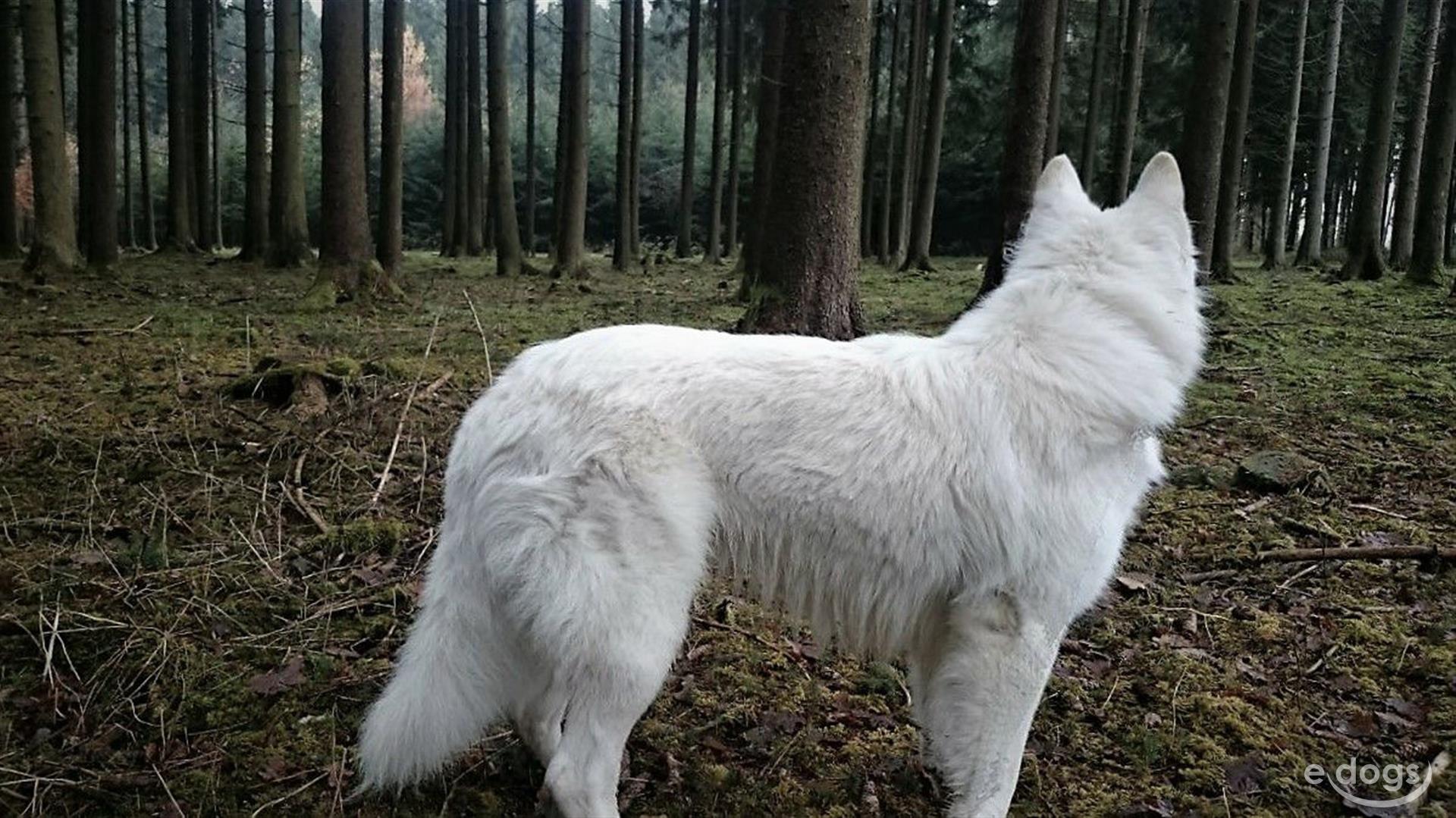 Schäferhund Rüde 5 Jahre Weiß