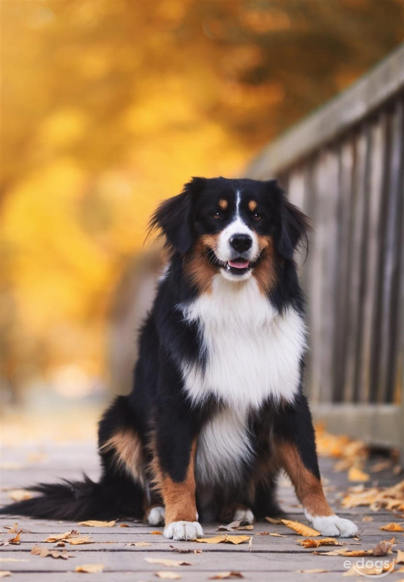 Miniature Australian Shepherd Rüde 4 Jahre Black-Tri