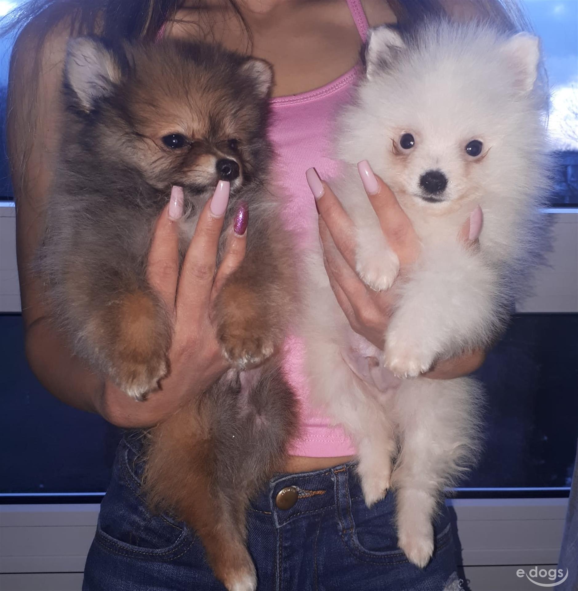 Pomeranian Rüde 5 Monate Braun