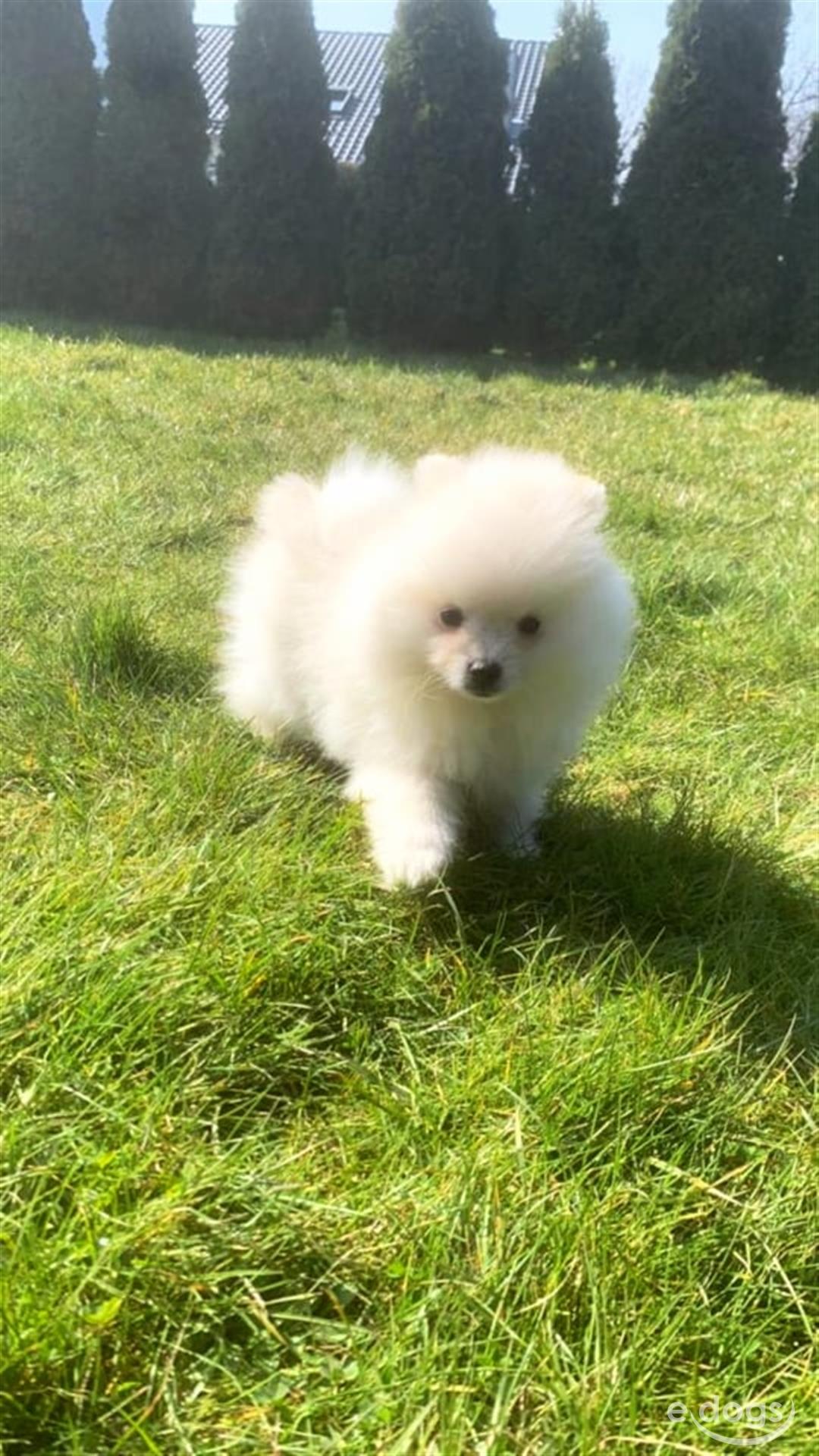 Pomeranian Rüde 4 Monate Cremefarben