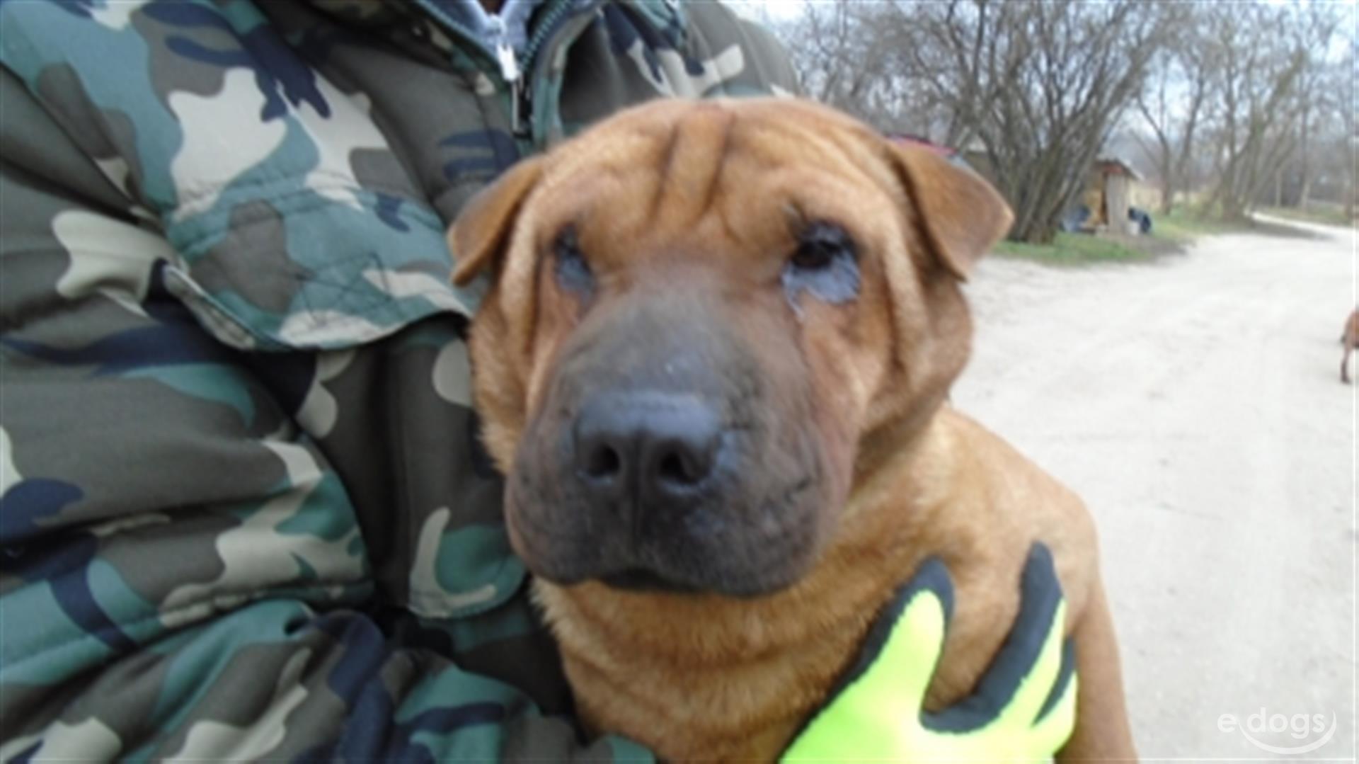 Shar pei tierheim deutschland