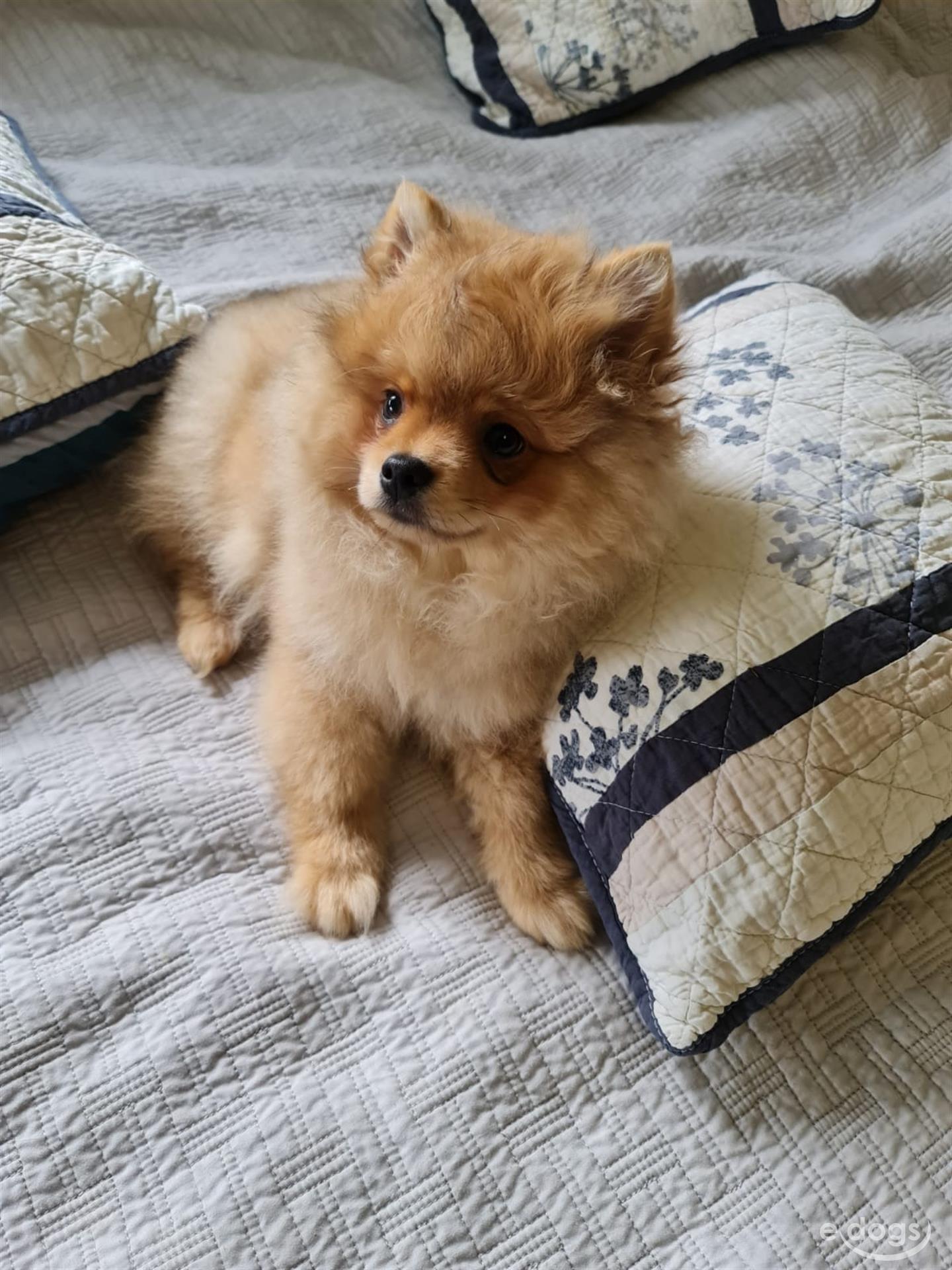 Pomeranian Rüde 6 Monate