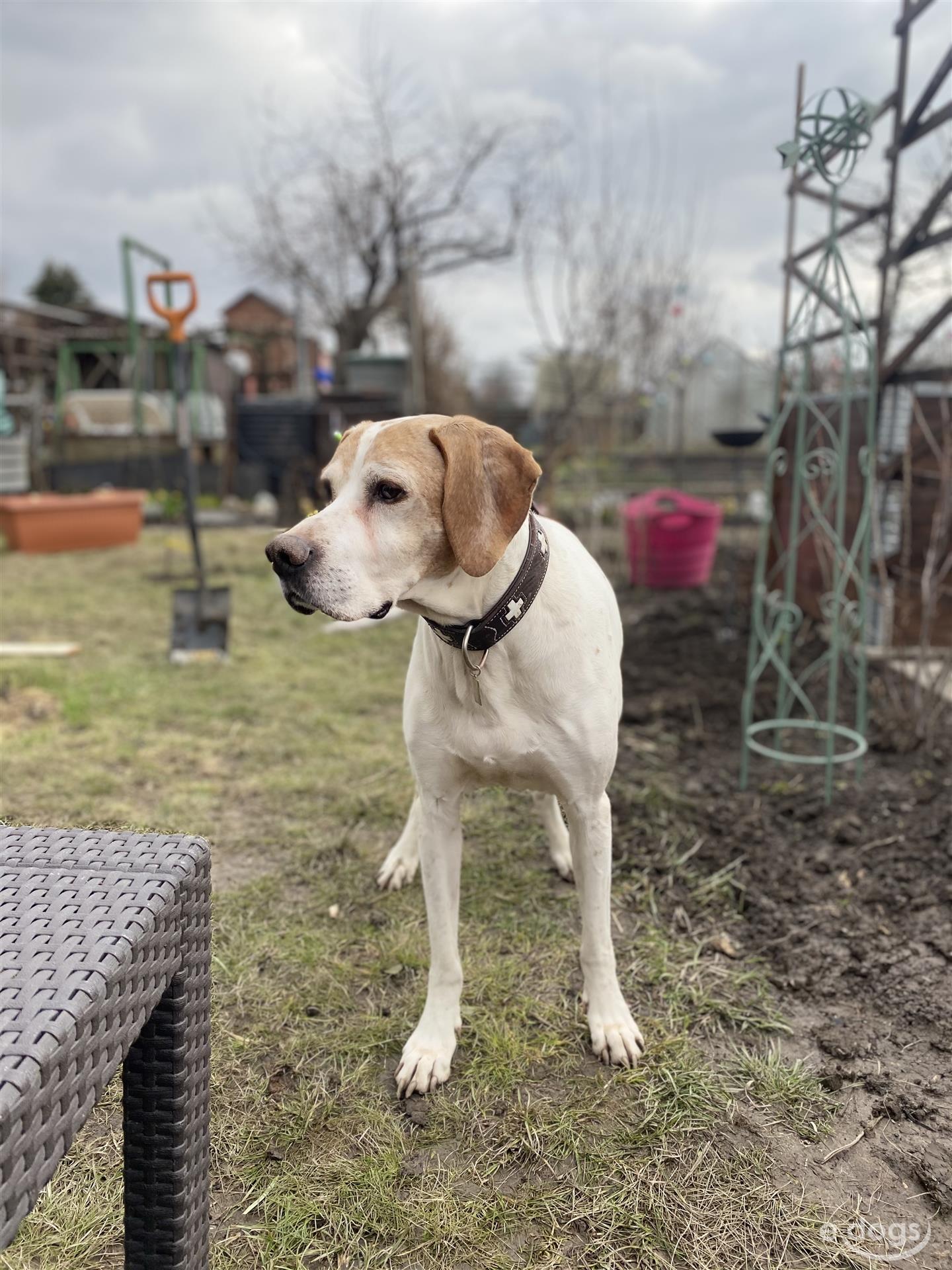 English Pointer Rüde 9 Jahre Braun Weiß