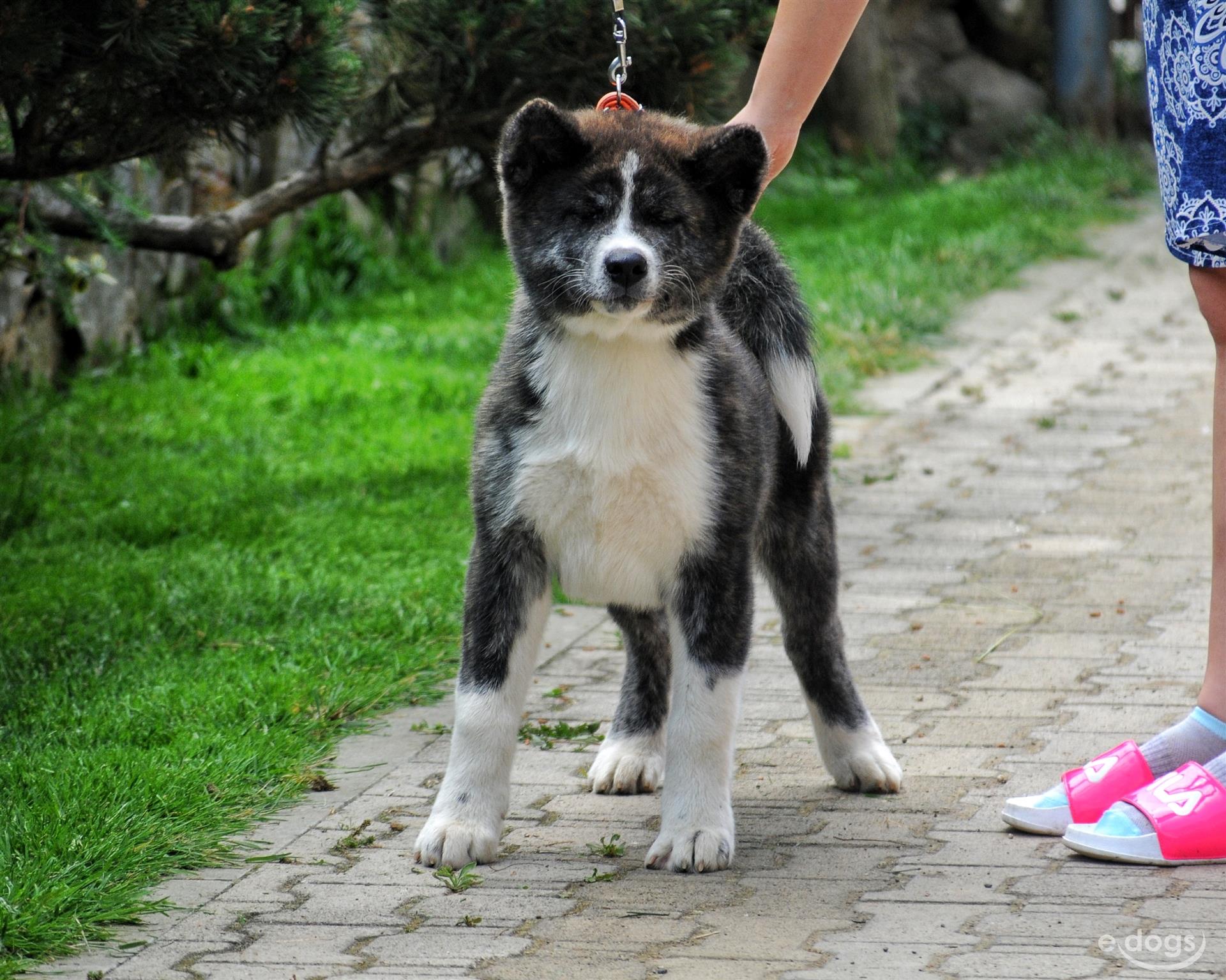 Akita Inu Rüde 5 Monate Gestromt