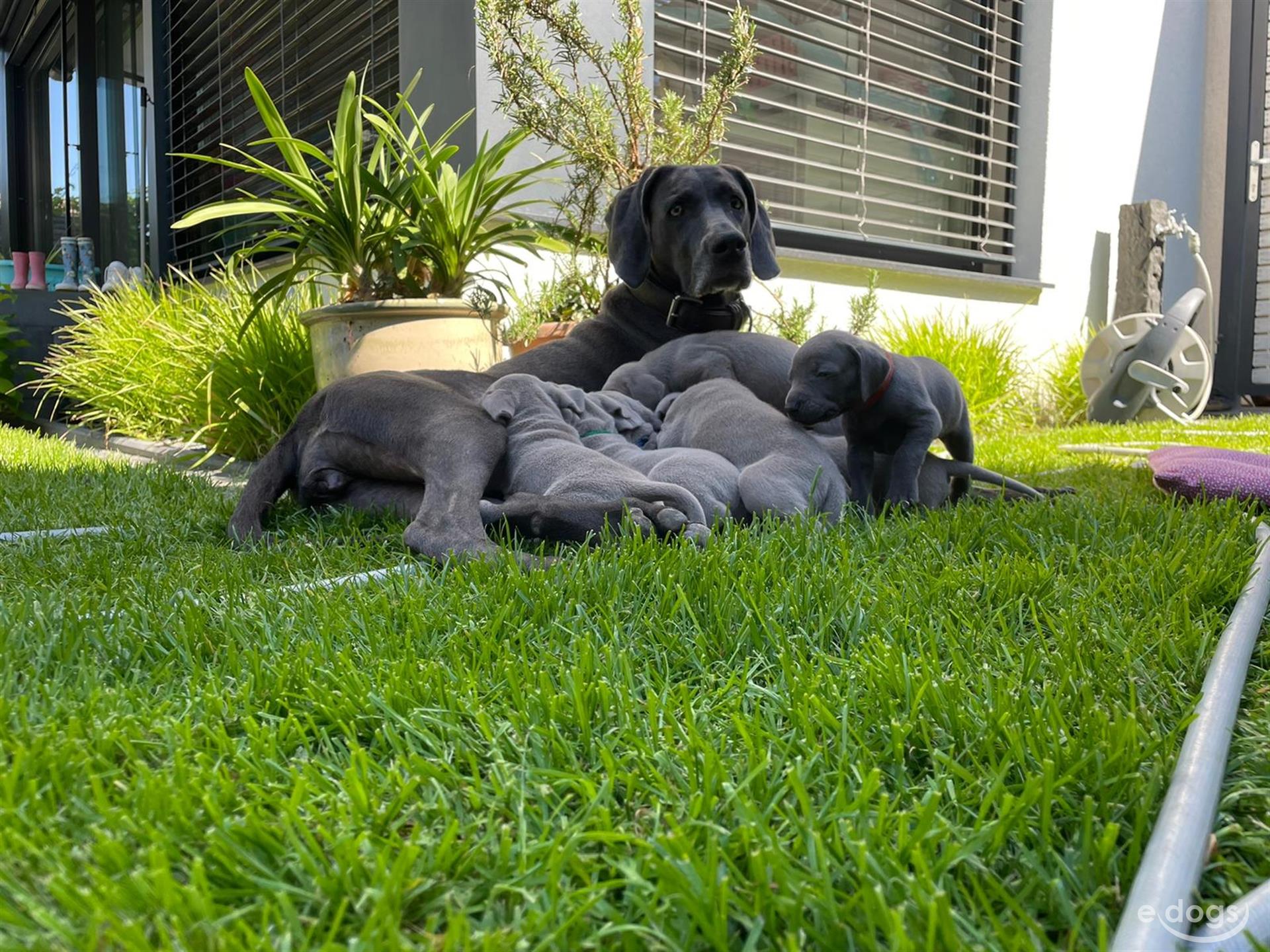 Weimaraner 2 Monate