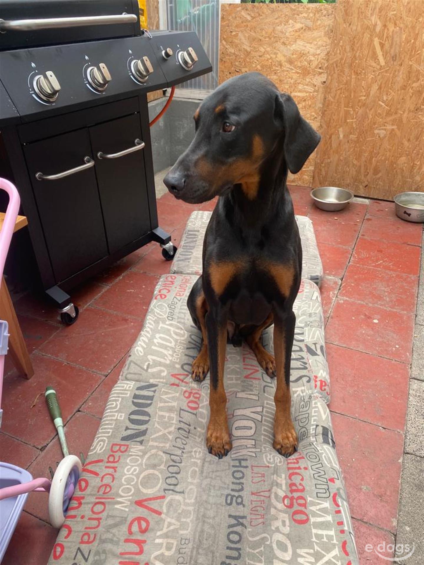 Dobermann Rüde 4 Jahre black and tan