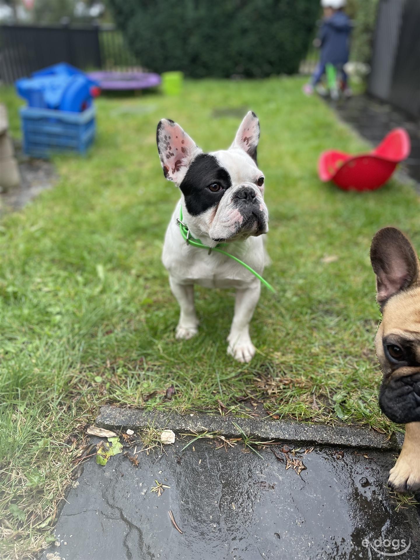 Französische Bulldogge Rüde 1 Jahr Dreifarbig Braun Schwarz