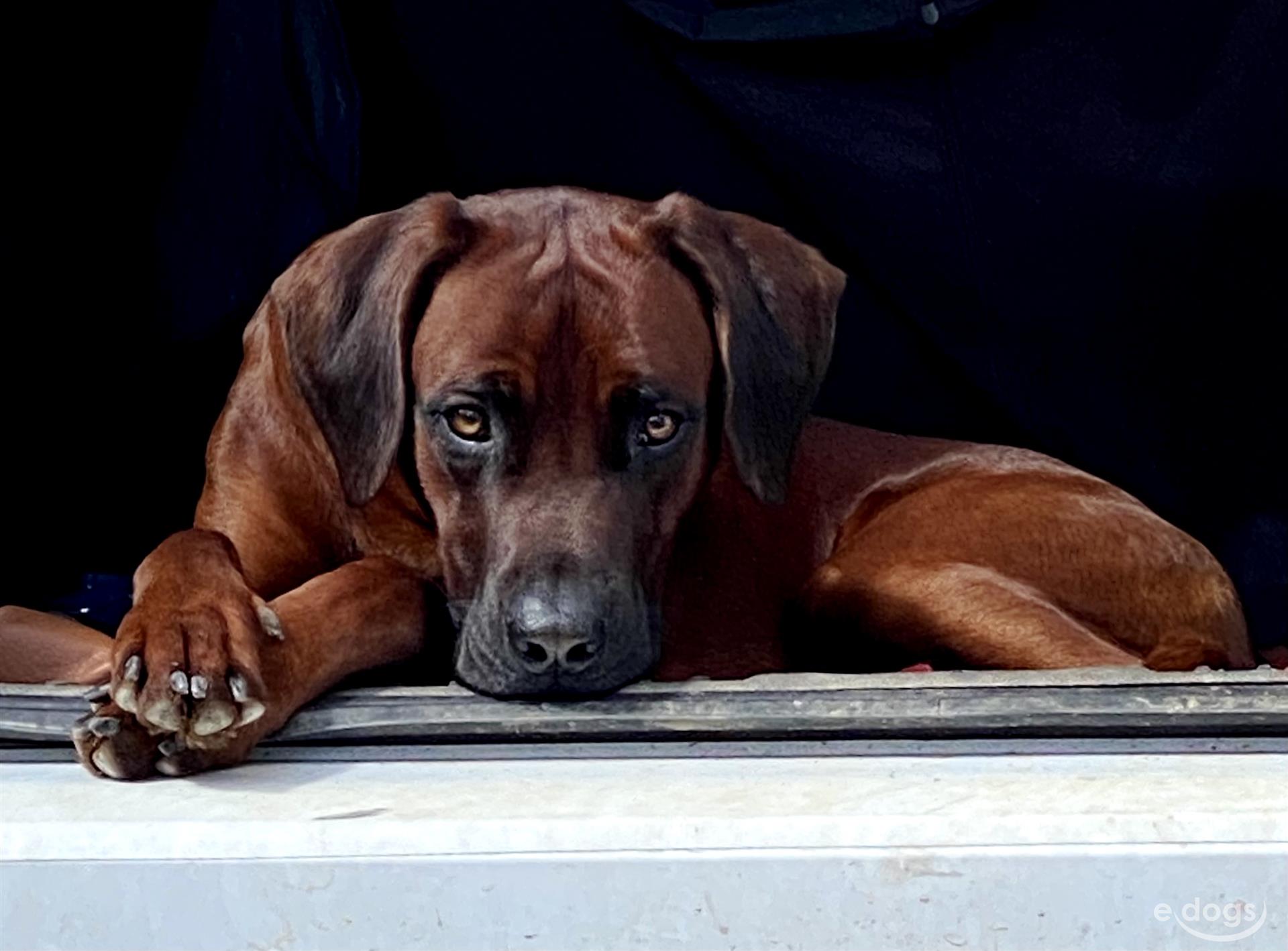 Red wheaten discount rhodesian ridgeback