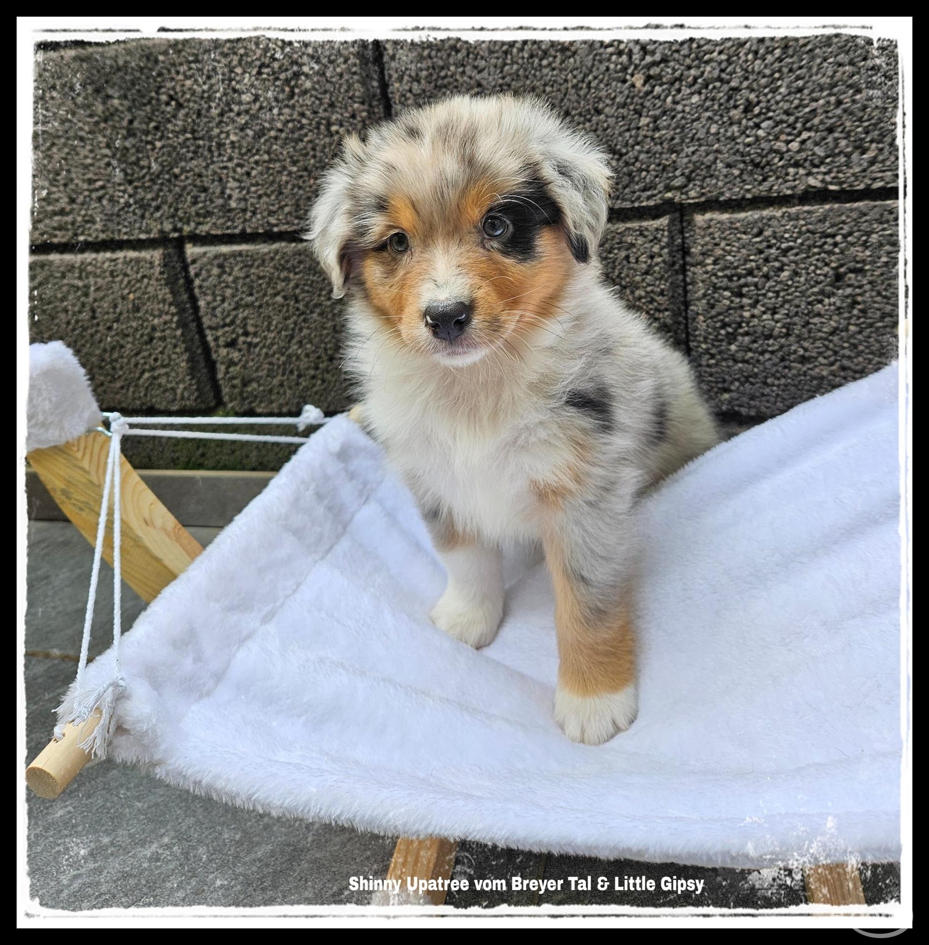 22+ Colorado Australian Shepherd