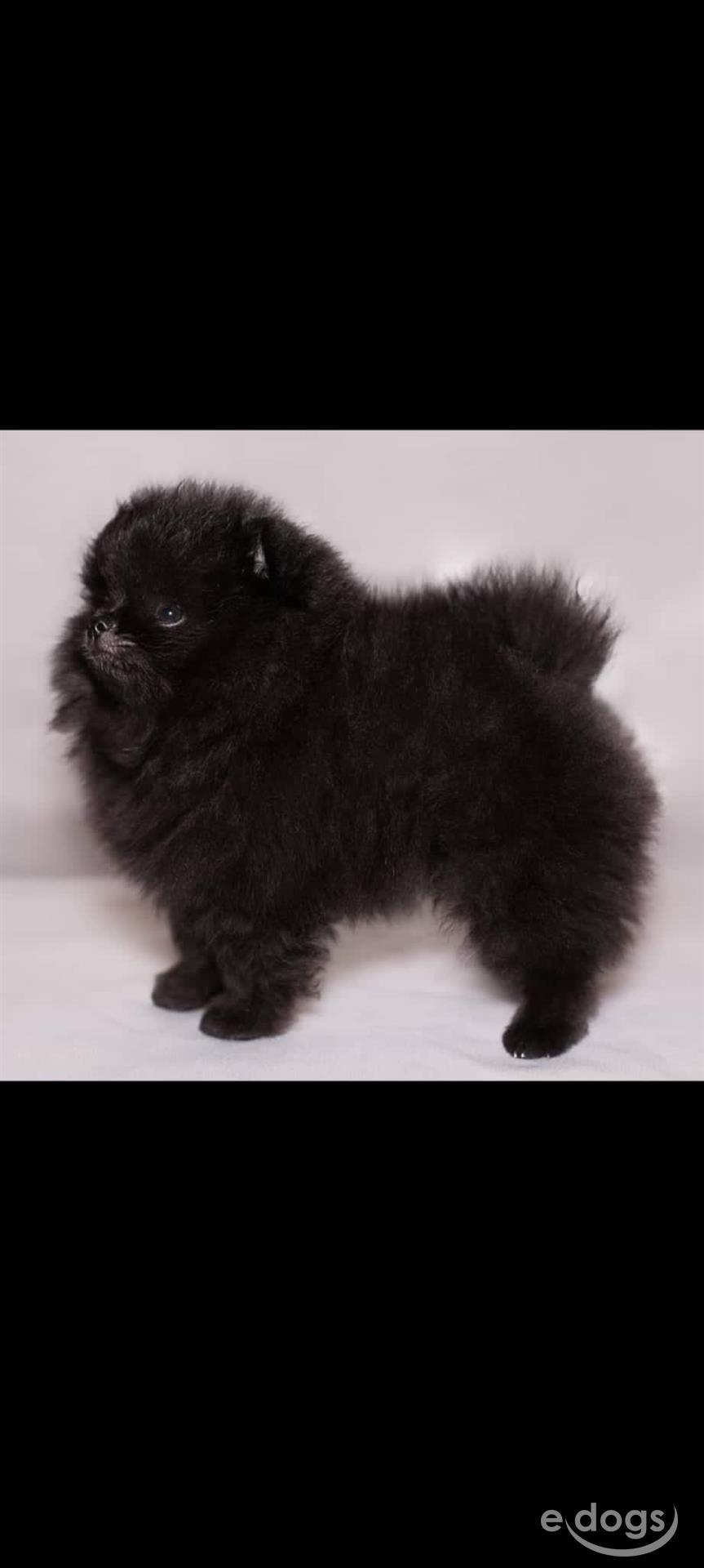 Pomeranian sale boo schwarz