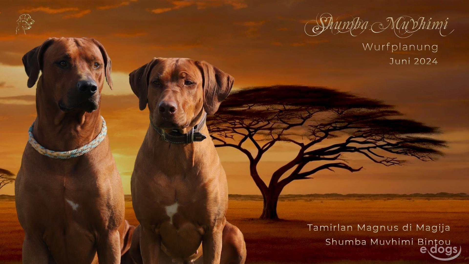 Shumba ridgeback deals